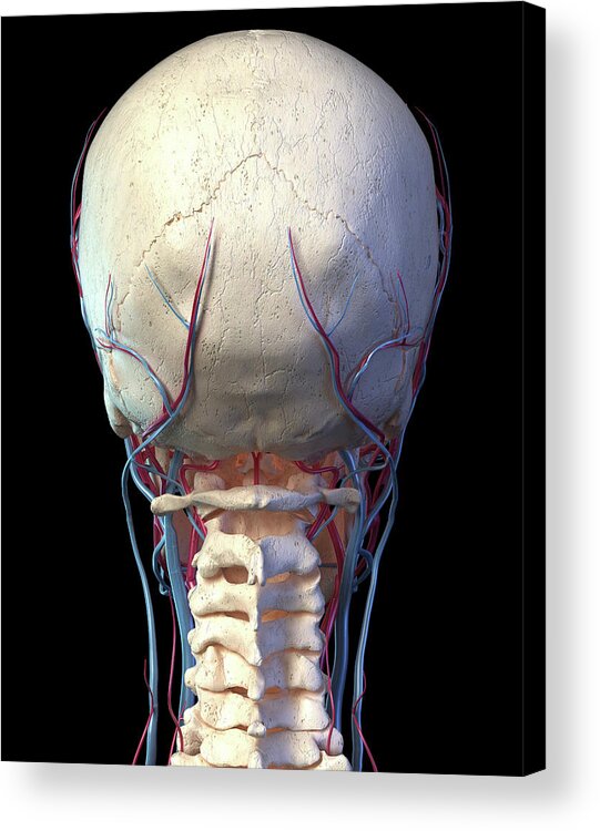 Skull Acrylic Print featuring the photograph Rear View Of The Human Skull With Veins #1 by Pixelchaos