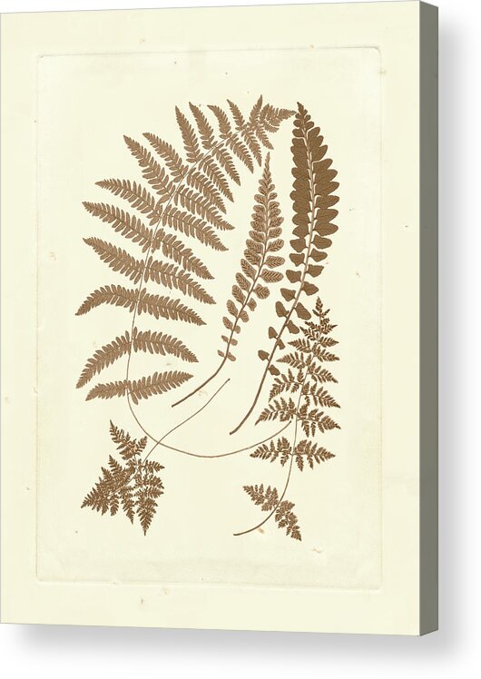 Botanical & Floral Acrylic Print featuring the painting Sepia Ferns II #1 by Vision Studio