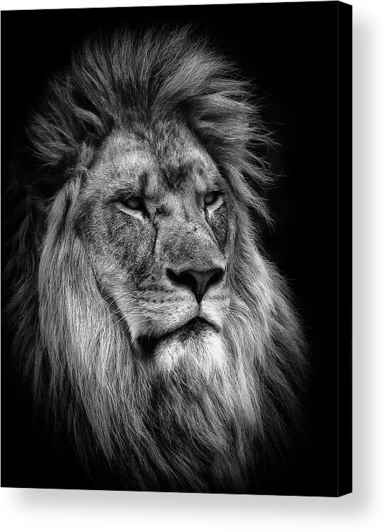 Lion Acrylic Print featuring the photograph Silver Lion #1 by Chris Boulton