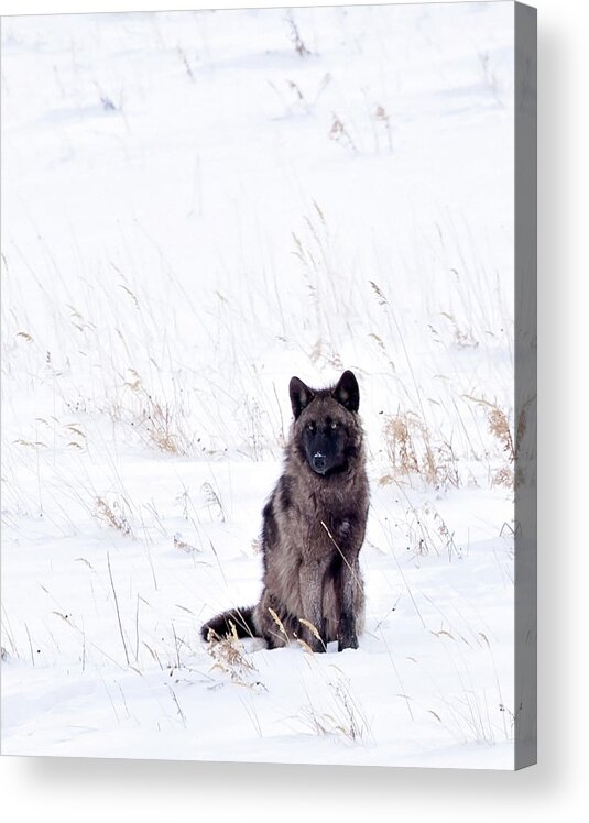 Spitfire Acrylic Print featuring the photograph Waiting #1 by Eilish Palmer