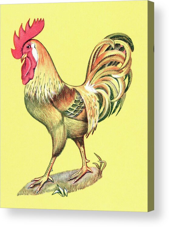 Agriculture Acrylic Print featuring the drawing Rooster #14 by CSA Images