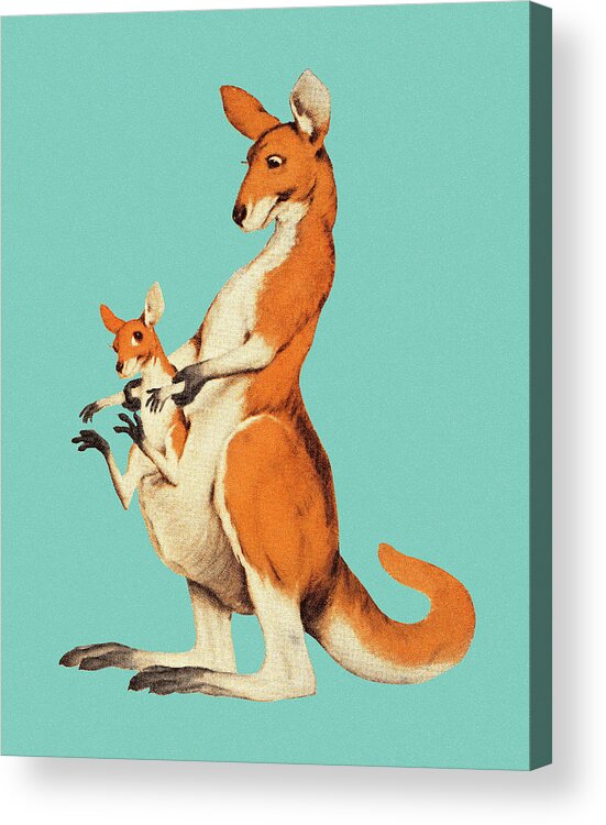 Animal Acrylic Print featuring the drawing Kangaroo and Joey #2 by CSA Images