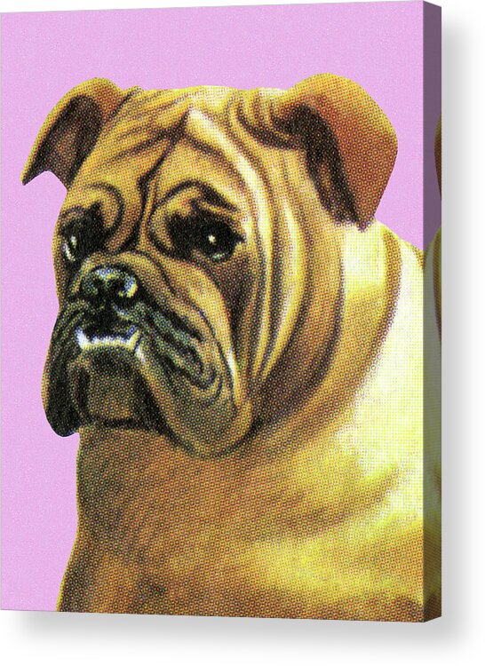 Animal Acrylic Print featuring the drawing Bulldog #20 by CSA Images