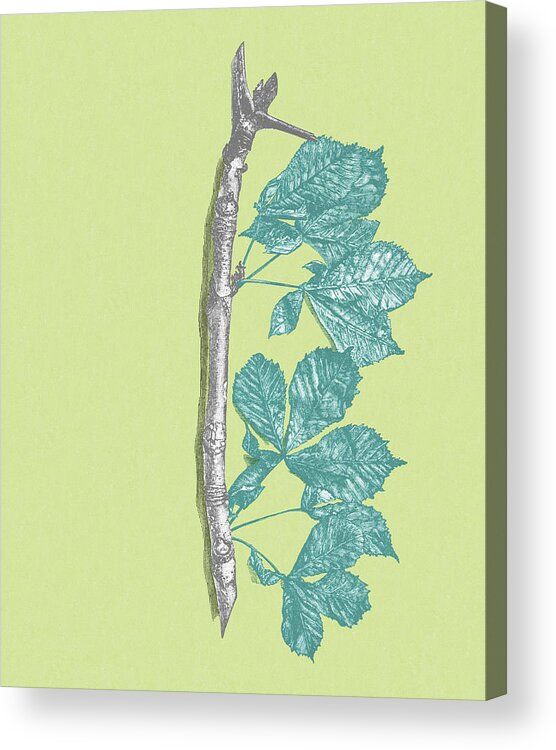 Branch Acrylic Print featuring the drawing Branch with Leaves #8 by CSA Images