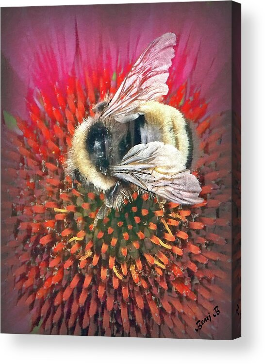 Bee Acrylic Print featuring the photograph A Bee by Bearj B Photo Art