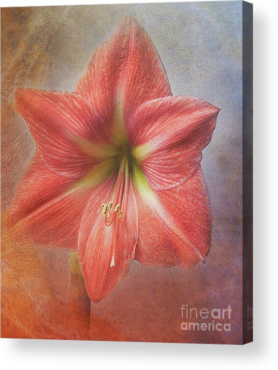 Flower Acrylic Print featuring the photograph Amaryllis 'Terra Cotta Star' by Ann Jacobson