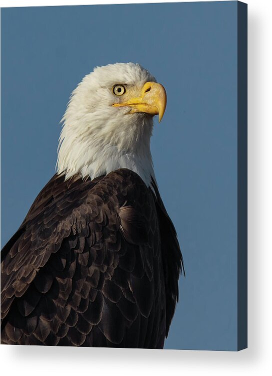 Raptor Acrylic Print featuring the photograph American Bald Eagle Portrait 2 by Rick Mosher