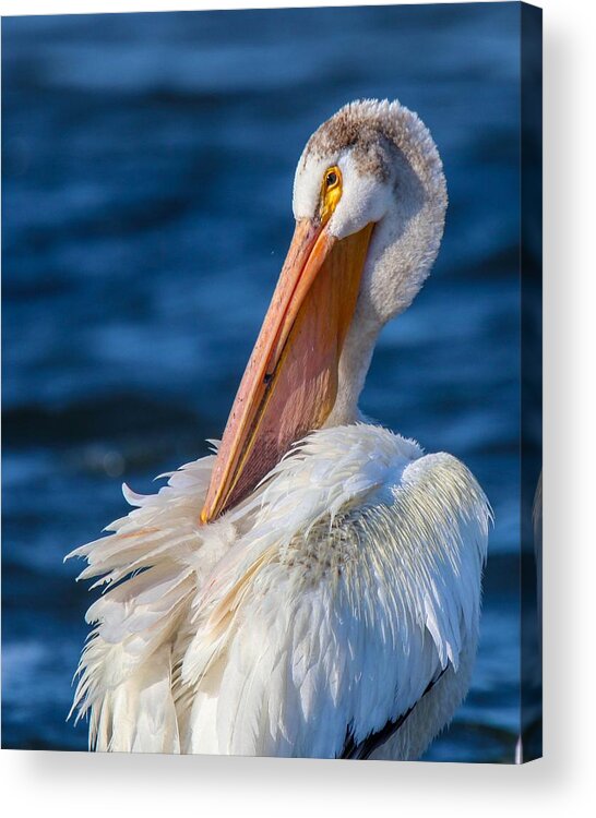 Birds Acrylic Print featuring the photograph American White Pelican by Susan Rydberg
