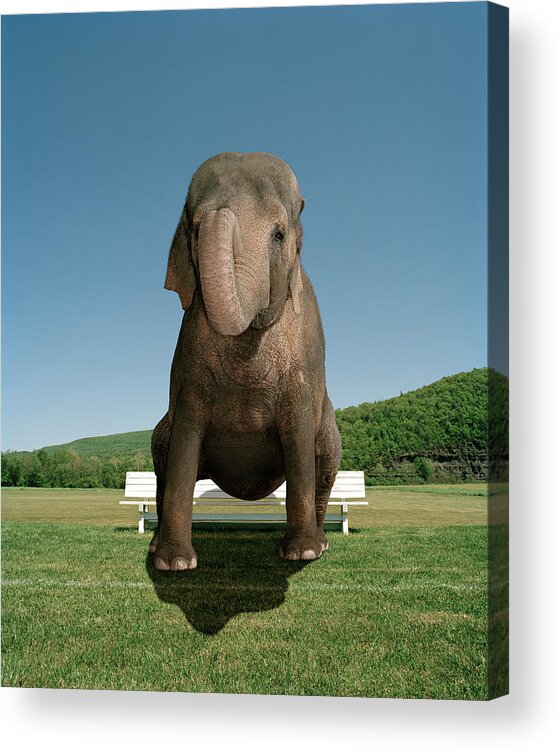 Out Of Context Acrylic Print featuring the photograph An Elephant Sitting On A Park Bench by Matthias Clamer