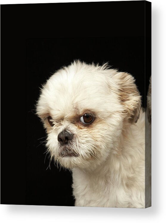Pets Acrylic Print featuring the photograph Angry White Shih Tzu With Brown Eyes by M Photo