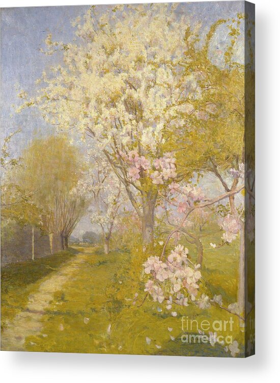 Oil Painting Acrylic Print featuring the drawing Apple Blossom At Dennemont by Heritage Images