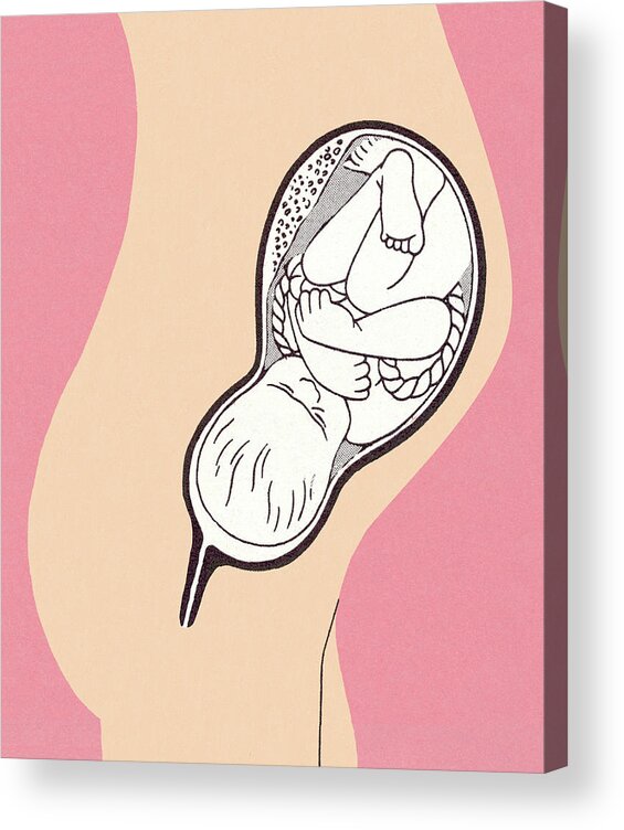 Anatomical Acrylic Print featuring the drawing Baby in Womb by CSA Images