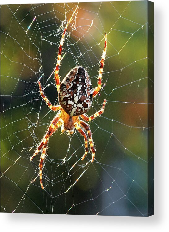 Spider Acrylic Print featuring the photograph Backyard Spider by Patrick Campbell