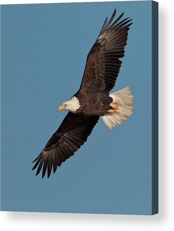 Animal Themes Acrylic Print featuring the photograph Bald Eagle by Straublund Photography