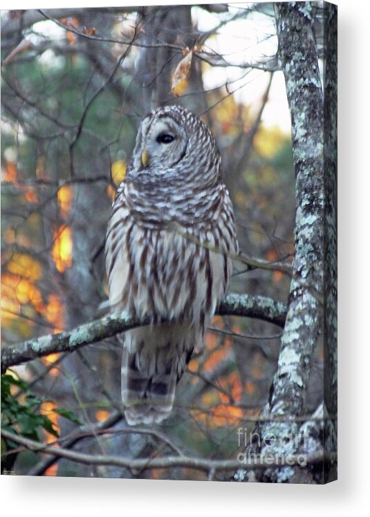 Owl Acrylic Print featuring the photograph Barred Owl 10 by Lizi Beard-Ward