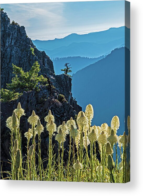 2019-06-30 Acrylic Print featuring the photograph Bear Grass. by Ulrich Burkhalter
