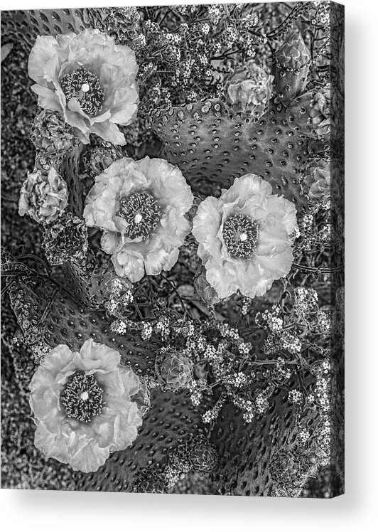 Disk1215 Acrylic Print featuring the photograph Beavertail Cactus Blossoms by Tim Fitzharris