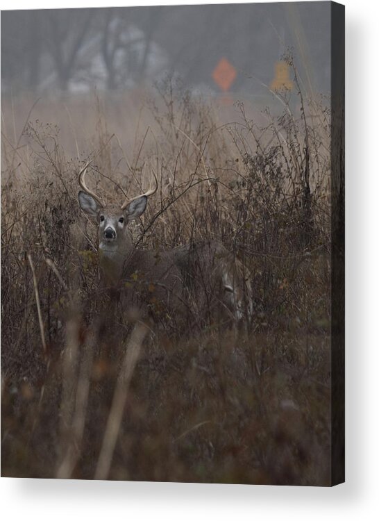 Animal Acrylic Print featuring the photograph Big Buck by Paul Ross