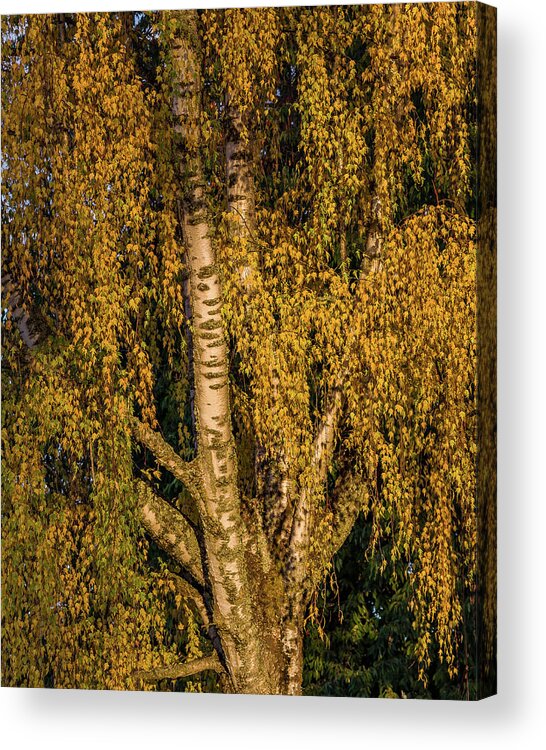 Fall Colors Acrylic Print featuring the photograph Birch tree in the evening light by Ulrich Burkhalter