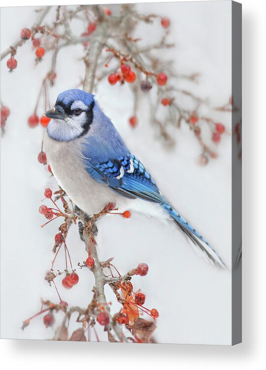 Blue Jay Acrylic Print featuring the photograph Blue Jay In Wild Apple Tree by Betty Wiley