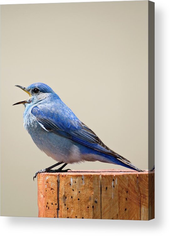 Season Acrylic Print featuring the photograph Bluebird Singing by Judilen