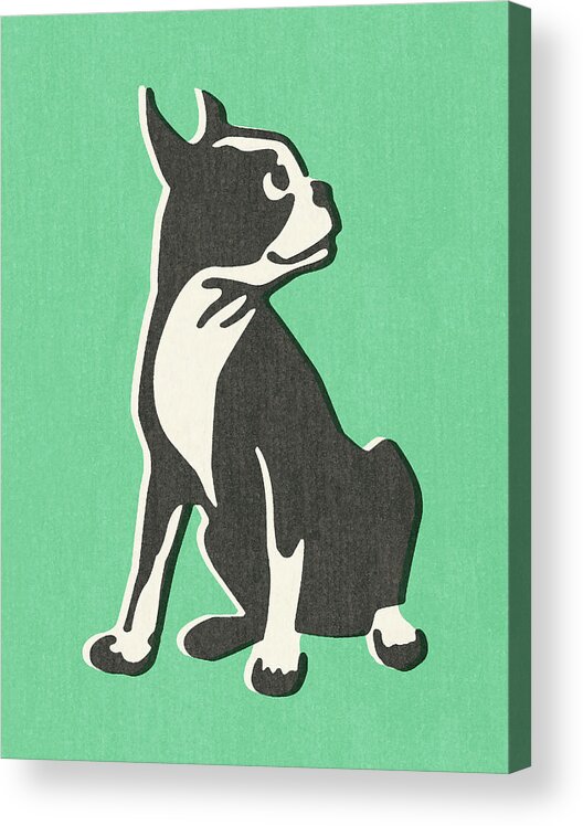 Animal Acrylic Print featuring the drawing Boston Terrier by CSA Images