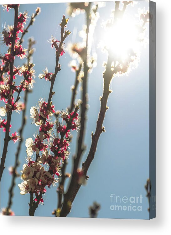 Background Acrylic Print featuring the photograph Branches bloom against a blue sky by Luis GA