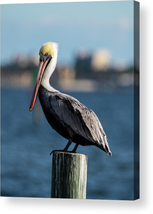 Brown Pelican 11-18 2 Acrylic Print featuring the photograph Brown Pelican 11-18 2 by Robert Michaud