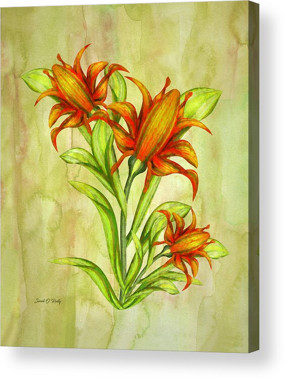Canna Flowers Watercolor Acrylic Print featuring the painting Canna Flowers Watercolor by Sandi OReilly