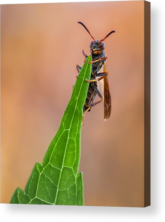 Insect Acrylic Print featuring the photograph Cant Fall, Wont Fall by Atul Saluja