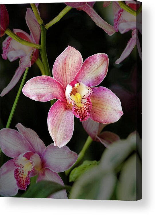 Orchids Acrylic Print featuring the photograph Cattleya Orchid Flower by Saxon Holt