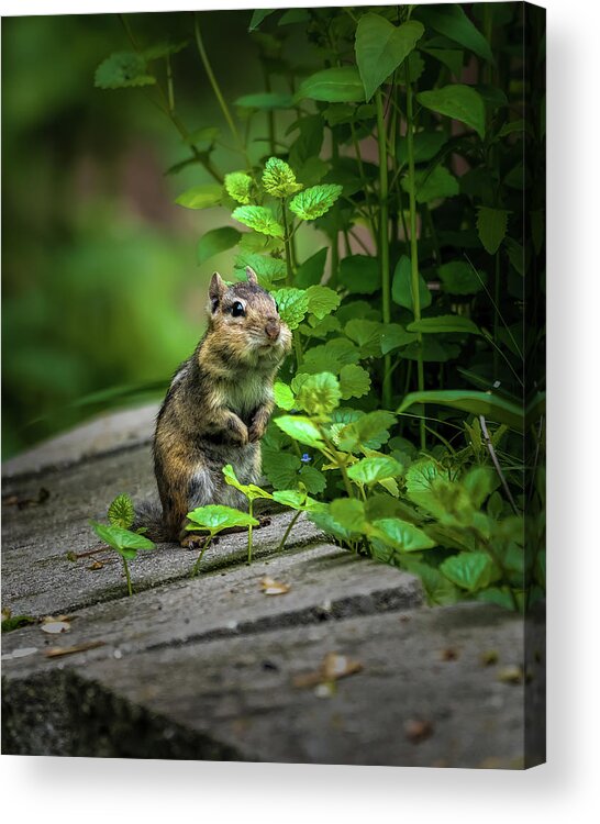 Chipmunk Acrylic Print featuring the photograph Chipper by James Overesch