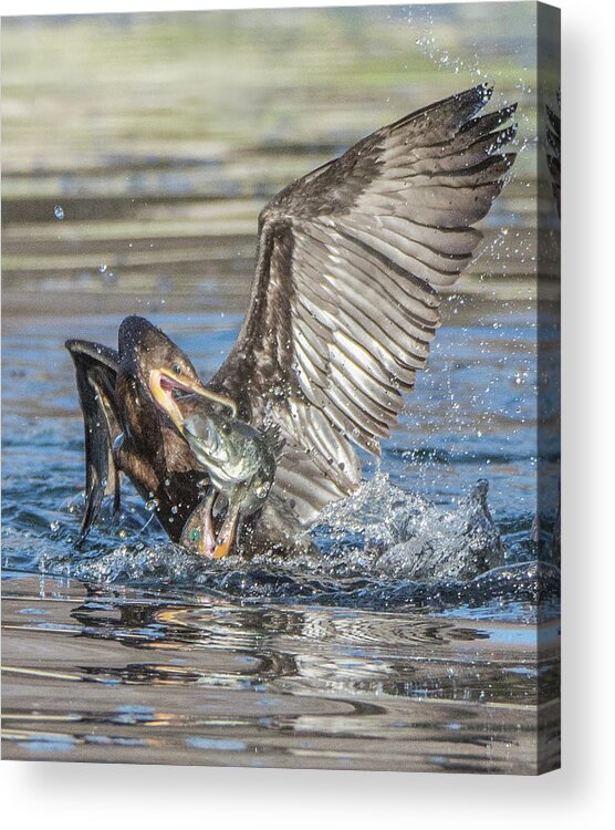 Cormorant Acrylic Print featuring the photograph Cormorant with Fish 5261-022619-2 by Tam Ryan