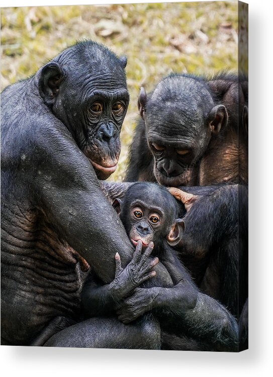 Generations Acrylic Print featuring the photograph Curiosity by Michael Howard