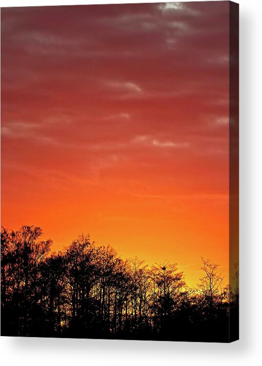 Swamp Acrylic Print featuring the photograph Cypress Swamp Sunset 4 by Steve DaPonte