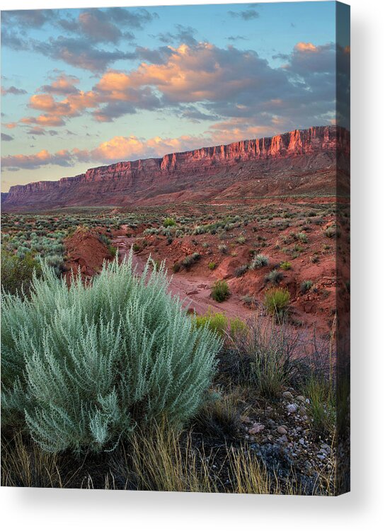 00574878 Acrylic Print featuring the photograph Desert And Cliffs, Vermilion Cliffs Nm #1 by Tim Fitzharris