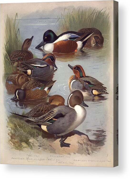 Animal Themes Acrylic Print featuring the photograph Duck Pond by Hulton Archive