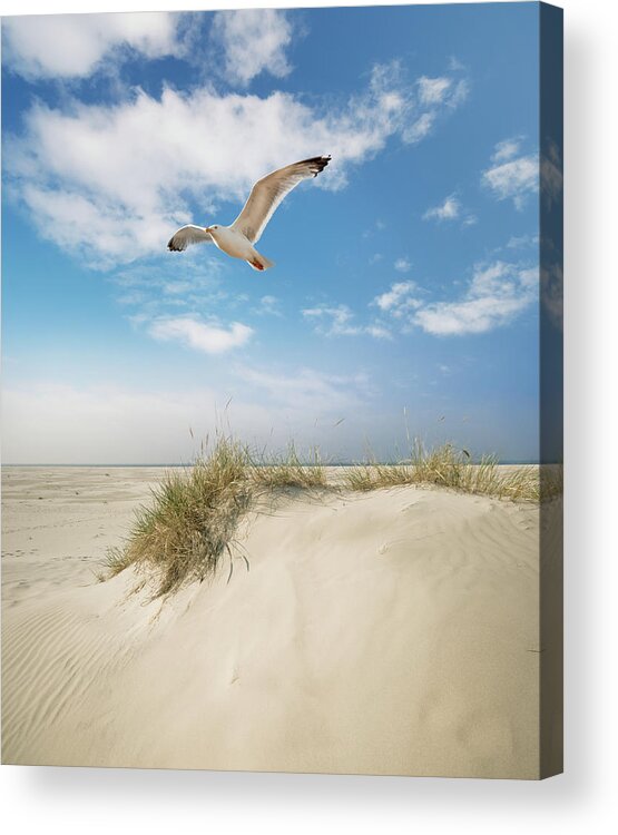 Empty Acrylic Print featuring the photograph Dune Gras At The Beach by Ppampicture