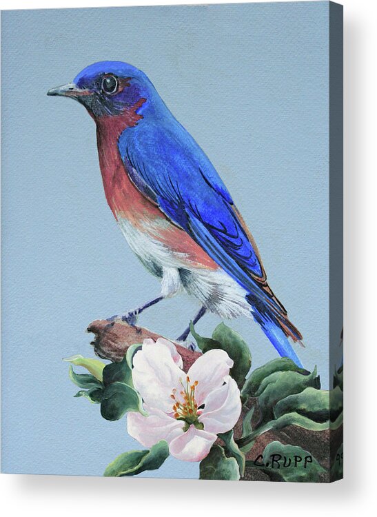 Eastern Bluebird Acrylic Print featuring the painting Eastern Bluebird by Carol J Rupp