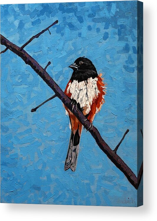 2245 Acrylic Print featuring the painting Eastern Towhee by Phil Chadwick