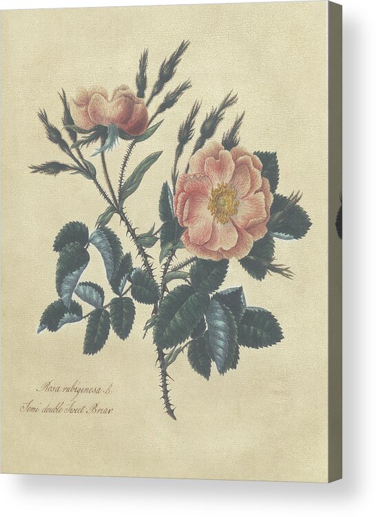Botanical & Floral Acrylic Print featuring the painting Embellished Sweet Briar Rose by Mary Lawrence