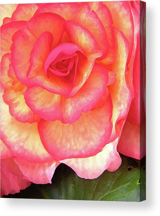 Rose Acrylic Print featuring the photograph Eye Of The Rose by Randall Dill
