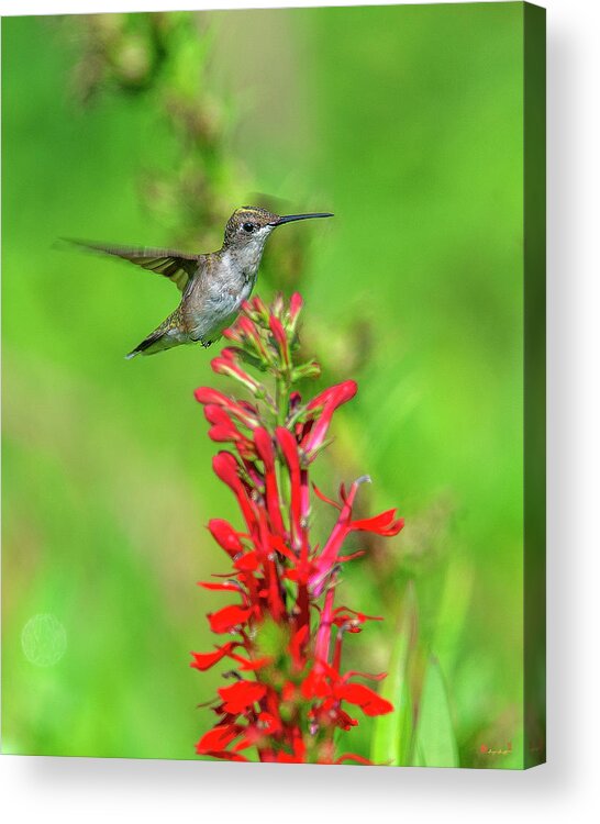 Nature Acrylic Print featuring the photograph Female Ruby-throated Hummingbird DSB0316 by Gerry Gantt