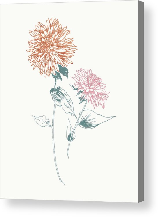 Florals Acrylic Print featuring the painting Flowers On White Iv Contemporary Bright by Wild Apple Portfolio