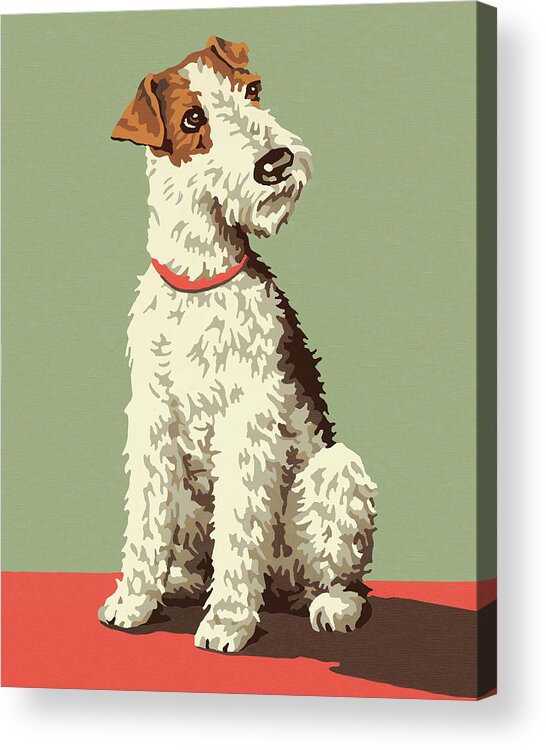 Animal Acrylic Print featuring the drawing Fox Terrier Dog by CSA Images