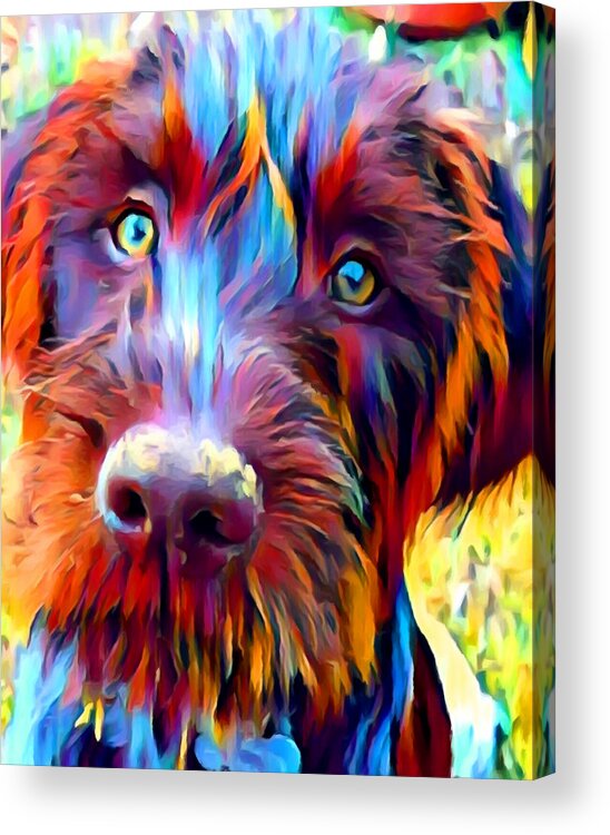 German Wirehaired Pointer Acrylic Print featuring the painting German Wirehaired Pointer by Chris Butler