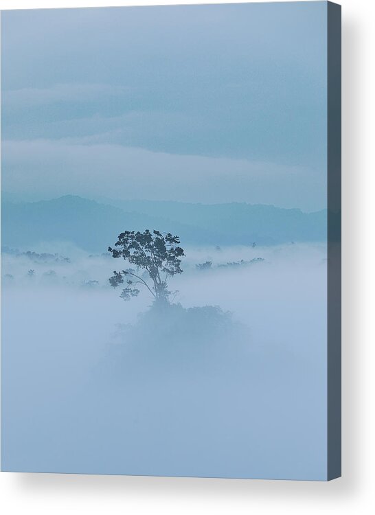 Fog Acrylic Print featuring the photograph Gloomy Tree by Gatot Herliyanto