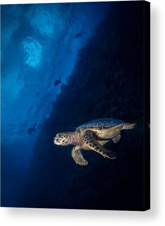 Turtle Acrylic Print featuring the photograph Going Down by Jennifer Lu