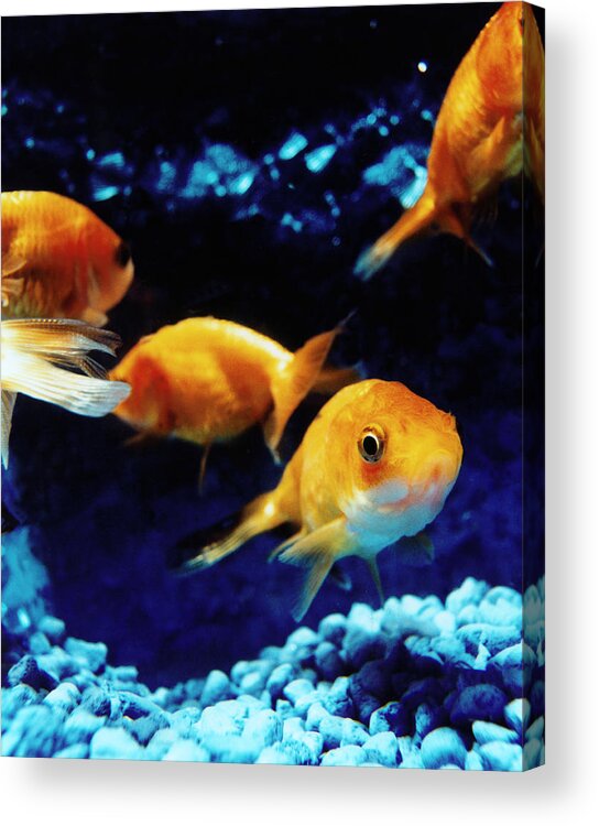 Pets Acrylic Print featuring the photograph Goldfish In Fish Tank by Silvia Otte