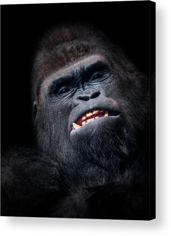 Gorilla Acrylic Print featuring the photograph Gorilla Face Seen From Above by Helena Garca